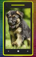 German Shepherd Dog HD Affiche