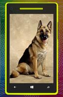 German Shepherd Dog HD screenshot 1