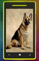 برنامه‌نما German Shepherd Dog HD عکس از صفحه