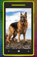 برنامه‌نما German Shepherd Dog HD عکس از صفحه