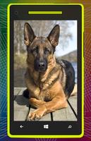 German Shepherd Dog HD captura de pantalla 3