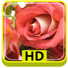 3D Rose Flower HD icône