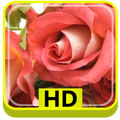 3D Rose Flower HD