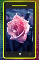 3D Rose Flower HD постер