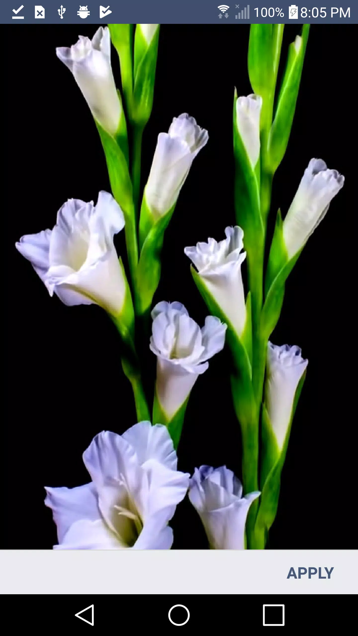 Samsung Galaxy Flower Wallpaper