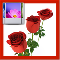 3D Rose