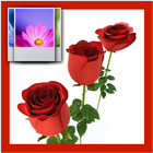 3D Rose icône