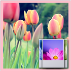 3D Tulip  Wallpaper Free biểu tượng