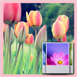 3D Tulip  Wallpaper Free icône