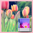 3D Tulip  Wallpaper Free icon