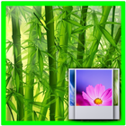 Bamboo Forest 3D LWP Free icône