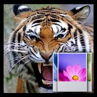 Bengal tiger  wallpaper ảnh chụp màn hình 1