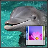 Dolphins Wallpaper capture d'écran 1