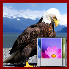 Eagle Wallpaper آئیکن