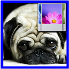 Lazy Dog Wallpaper icon