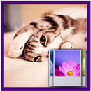 Lovely Cat Wallpaper APK