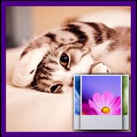 Lovely Cat Wallpaper Affiche