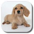 Dachshund HD Live Wallpaper أيقونة