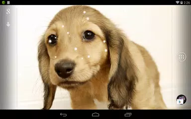 Dachshund HD Live Wallpaper APK download