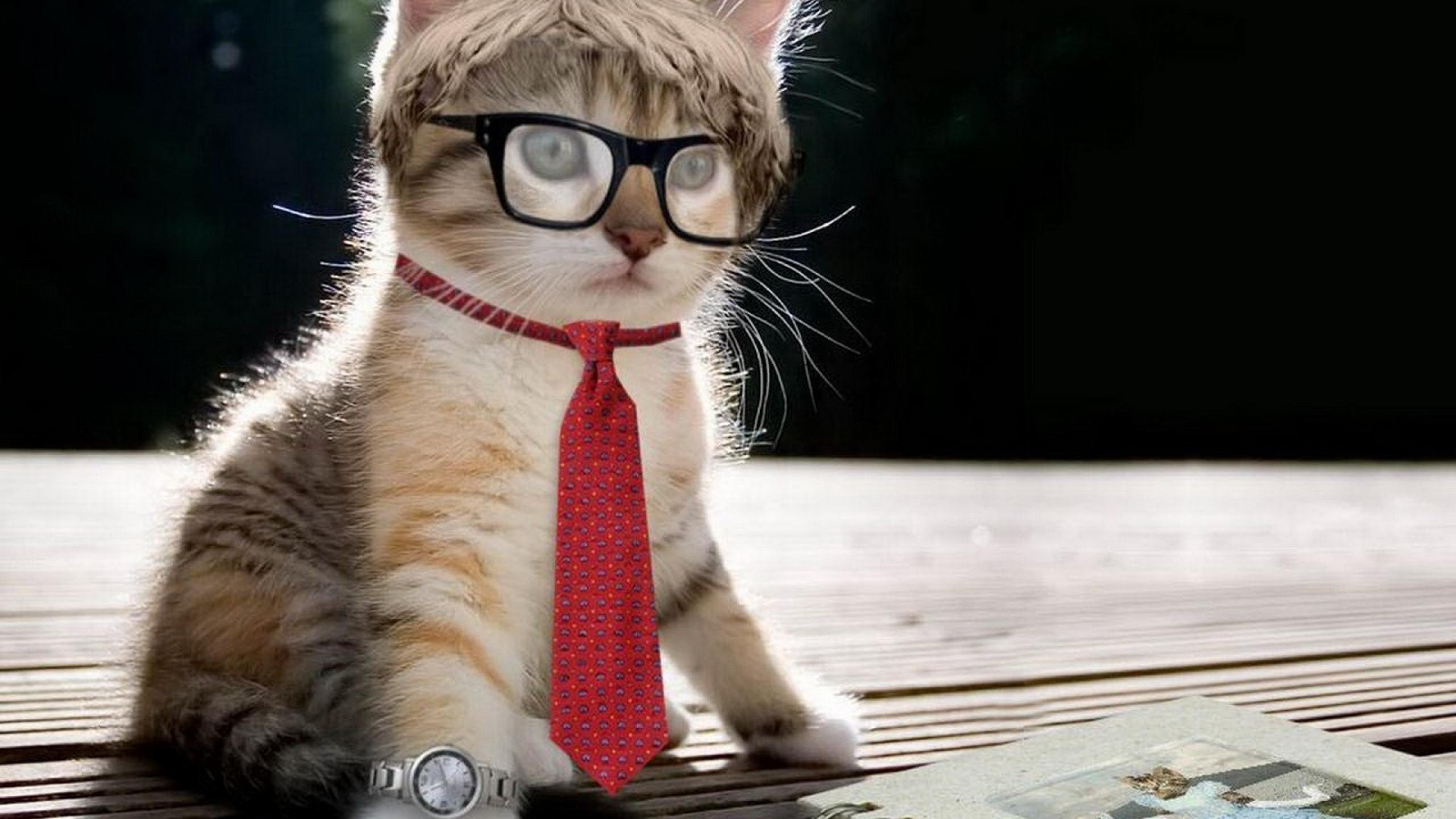 Смешные котики на телефон. Кот в очках. Крутые кошки. Милый кот в очках. Котик в очках и галстуке.