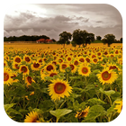 SunFlower Live Wallpaper icône