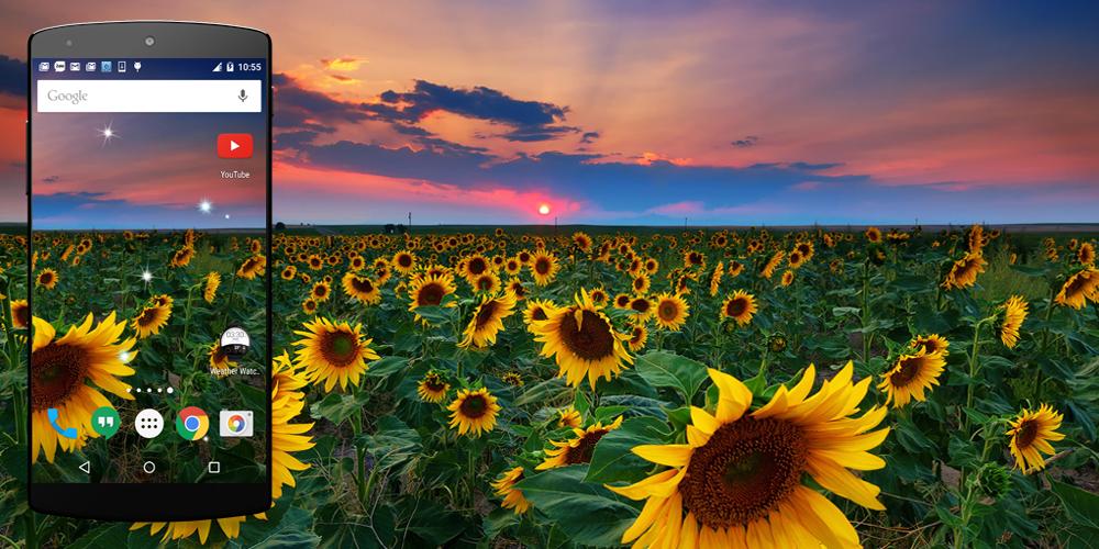 Sunflower live mp3 torrent Sunflower live mp3 torrent farmacia guardian alh torrent