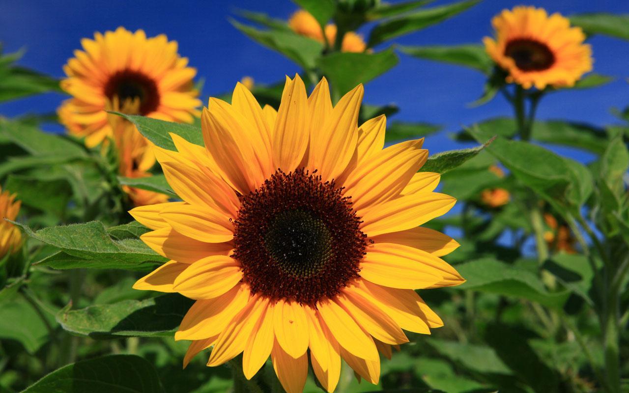 SunFlower Live Wallpaper APK Download - Free Lifestyle APP for Android
