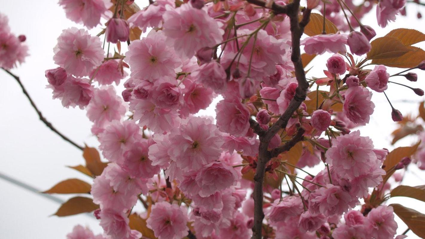  Sakura Hidup Wallpaper for Android APK Download