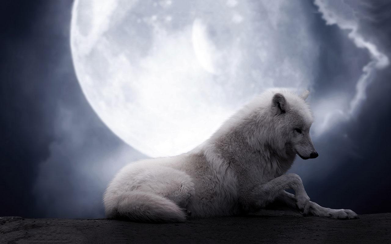 Android 用の 白いオオカミ ライブ壁紙 Apk をダウンロード