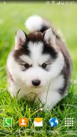 Cute Puppies Live Wallpaper bài đăng