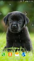 Cute Puppies Live Wallpaper 截图 2