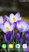 Beautiful Spring Flowers Live -poster