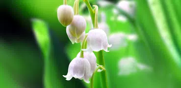 Lily of The Valley Wallpaper