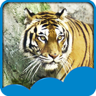 Tiger Live Wallpapers ikon