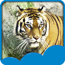 tigre live wallpapers APK