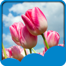 Tulips Live Wallpapers APK