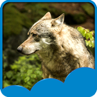 Wolf Live Wallpapers icon