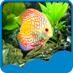 ”Aquarium Live Wallpapers