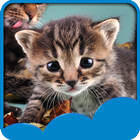 Cute Cats Live Wallpapers আইকন