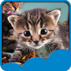 آیکون‌ Cute Cats Live Wallpapers