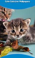 Cute Cats Live Wallpapers پوسٹر