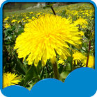 Dandelions Live Wallpapers icon