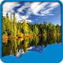Forest Live Wallpapers APK