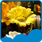 Flower Season Live Wallpapers আইকন