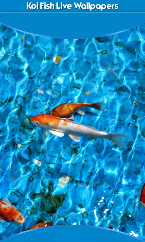 Koi Fish Live Wallpapers APK for Android Download Koi Fish Live Wallpapers APK for Android Download