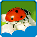 Ladybug Live Wallpapers APK