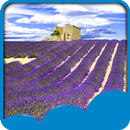 Lavender Field Live Wallpapers APK