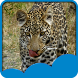 Leopard Live Wallpapers icon