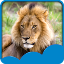 Lion Live Wallpapers APK