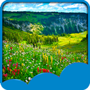 bải cỏ hình nền sống APK